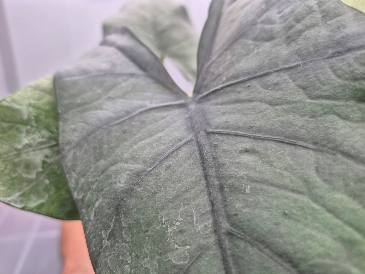 Alocasia 'Blue Dragon' - 4"
