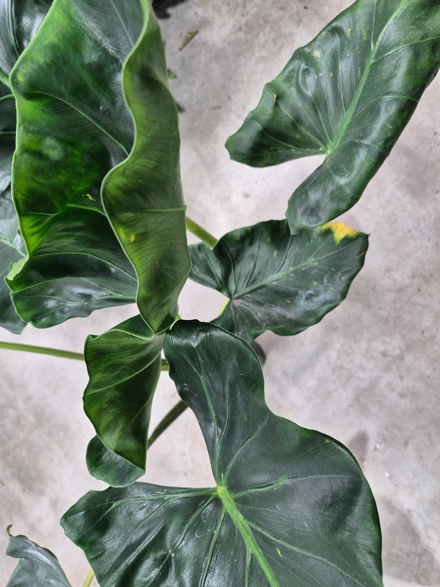 Alocasia macrorrhizos 'New Guinea Gold' - 6"