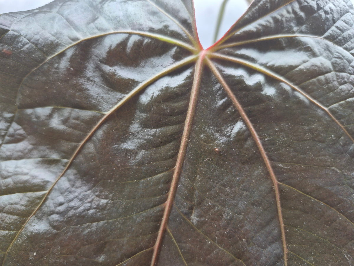 Anthurium 'Queen of Hearts' - 6"