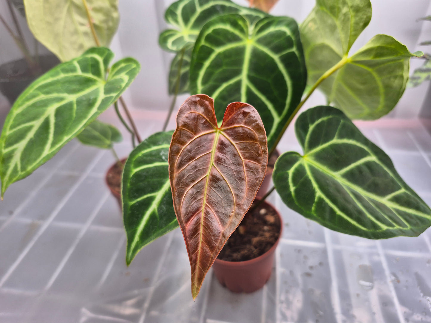 Anthurium Regale hybrid - 4"