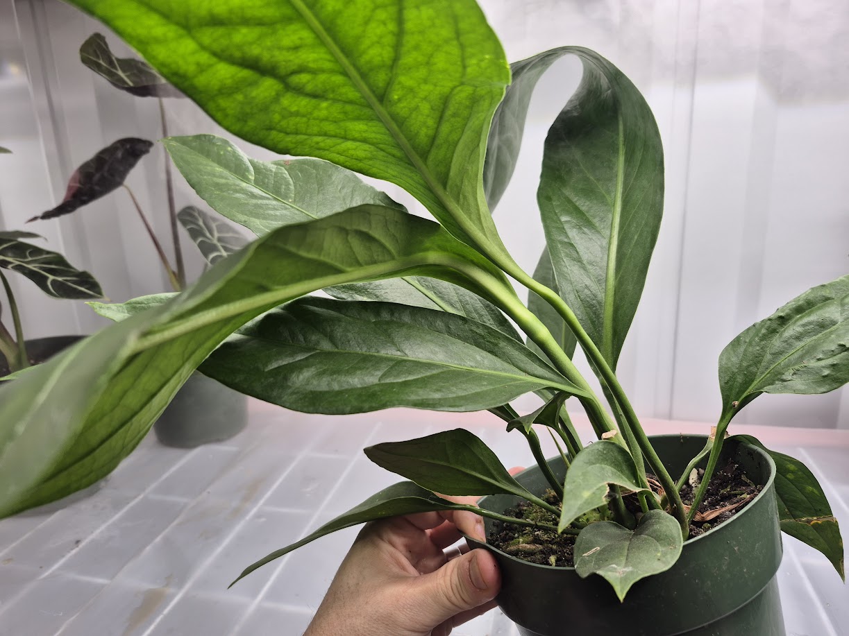 Anthurium 'Big Bill' - 6"