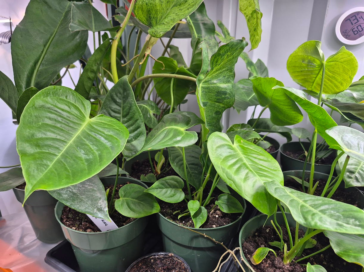 Anthurium veitchii King - 4"