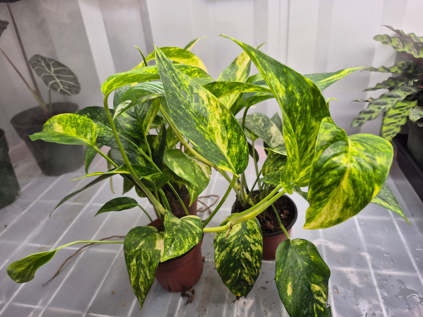 Epipremnum pinnatum 'Golden Flame' - 4"