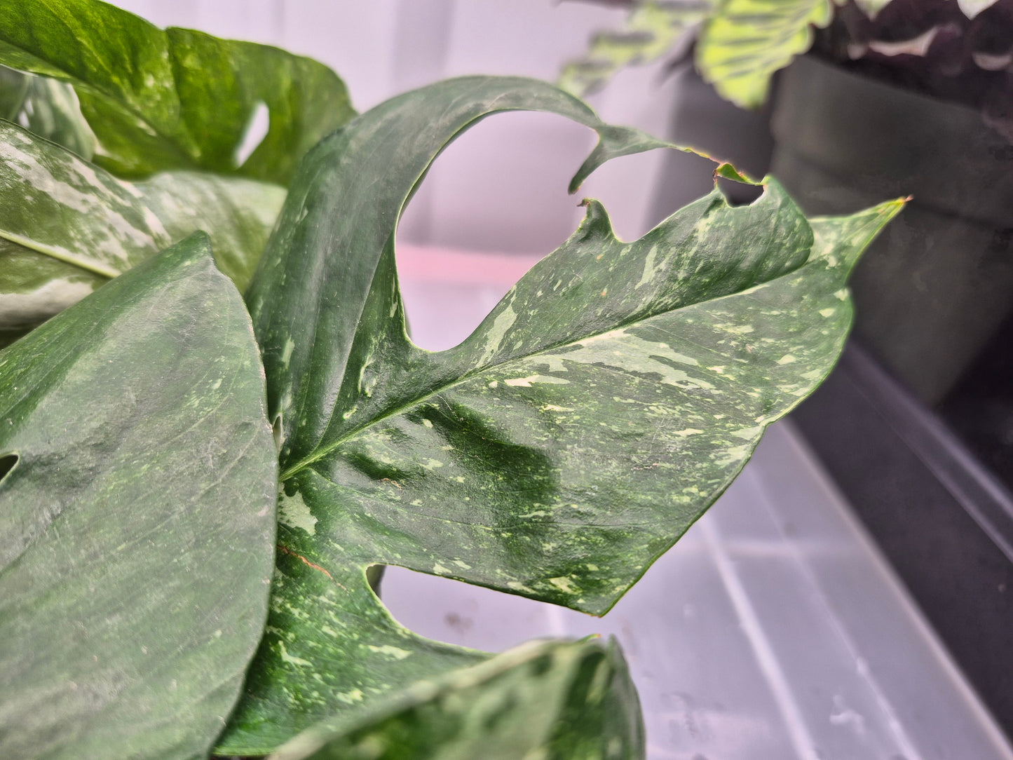 Epipremnum pinnatum 'Albo-Variegata' - 6"