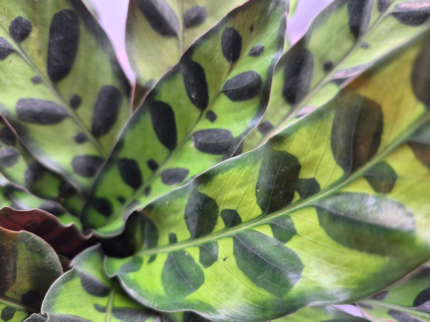 Goeppertia insignis (Calathea lancifolia) - 6"