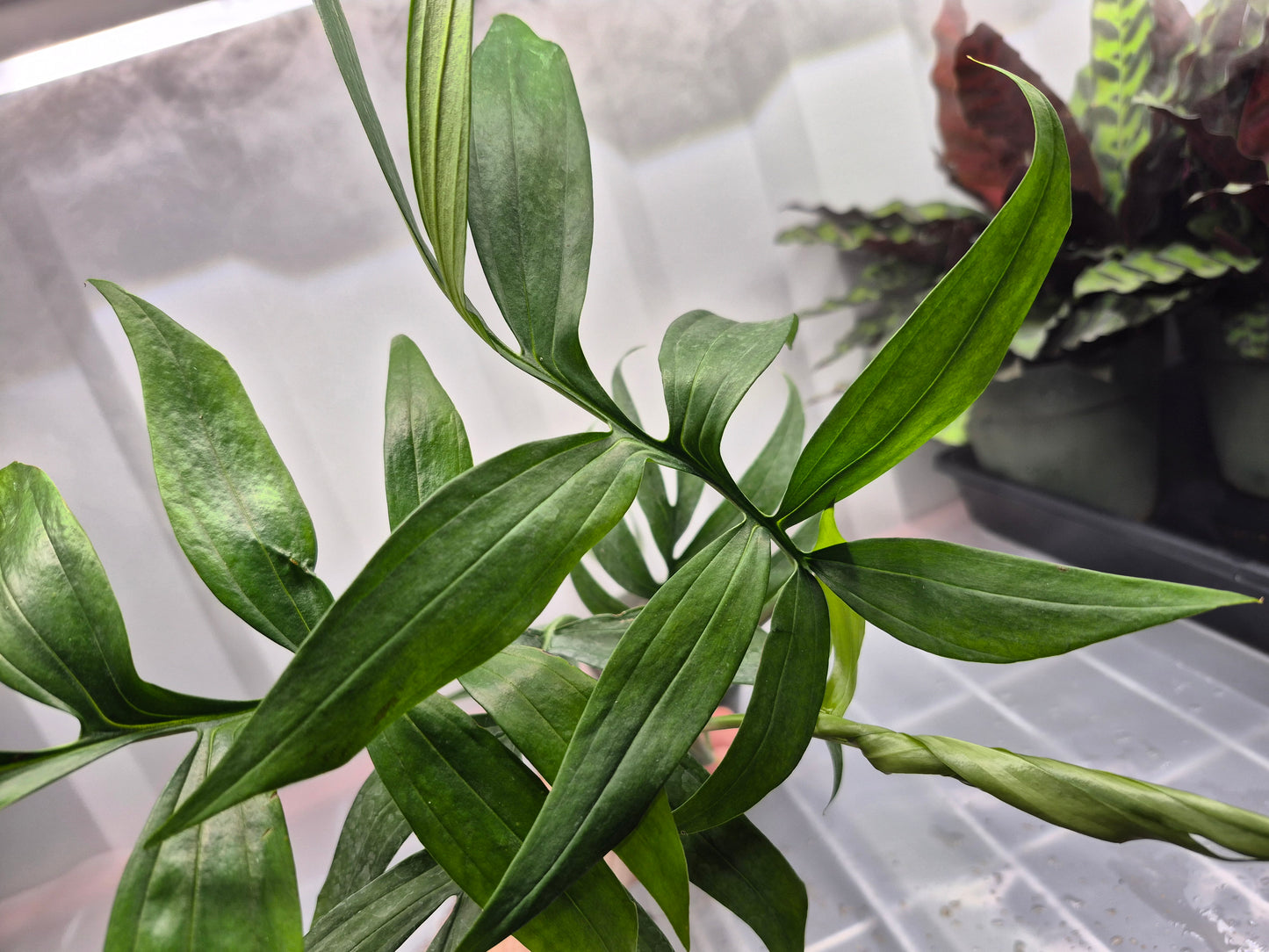 Monstero sp. Subpinnata - 4"