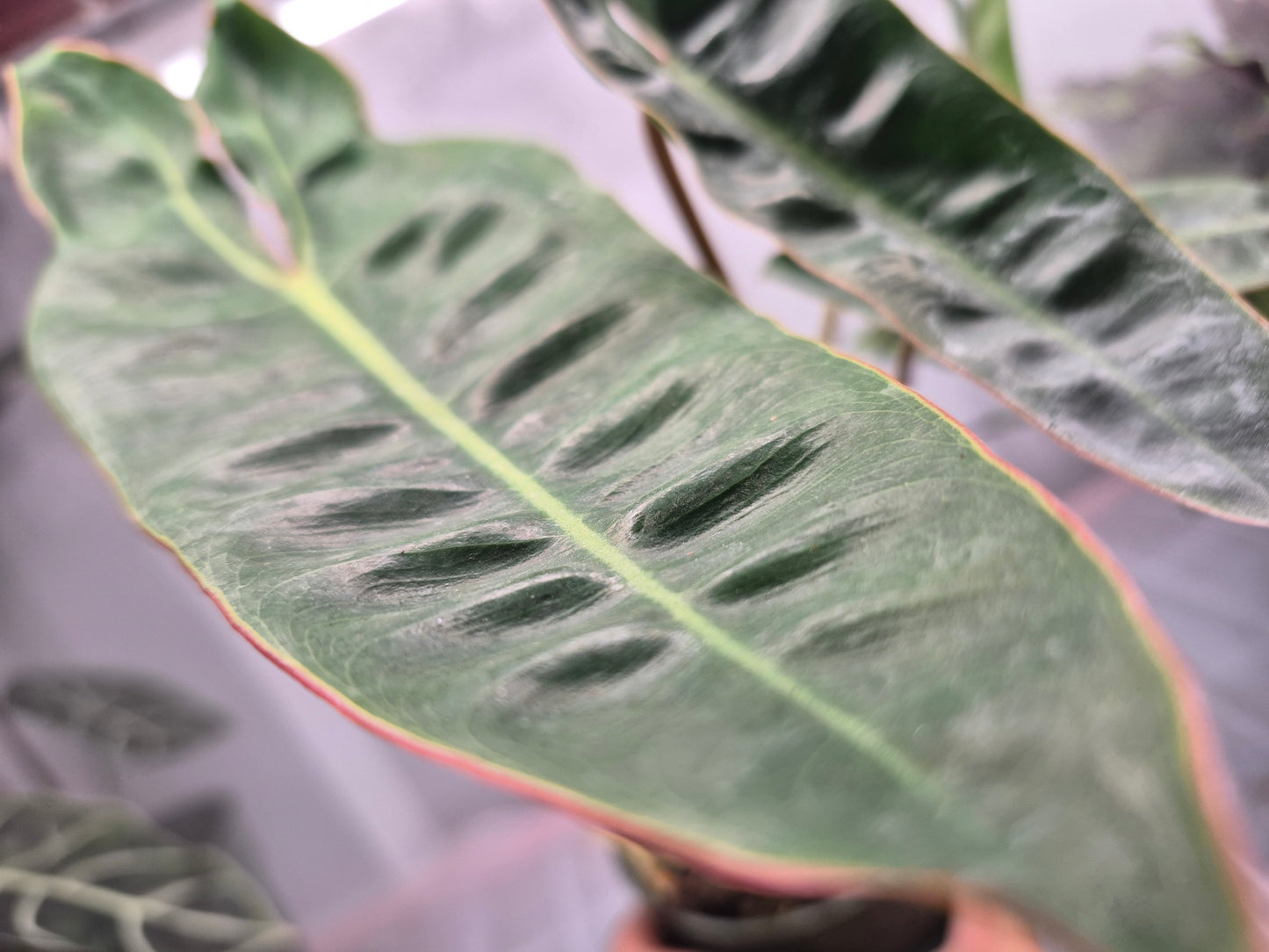 Philodendron billietiae - 4"