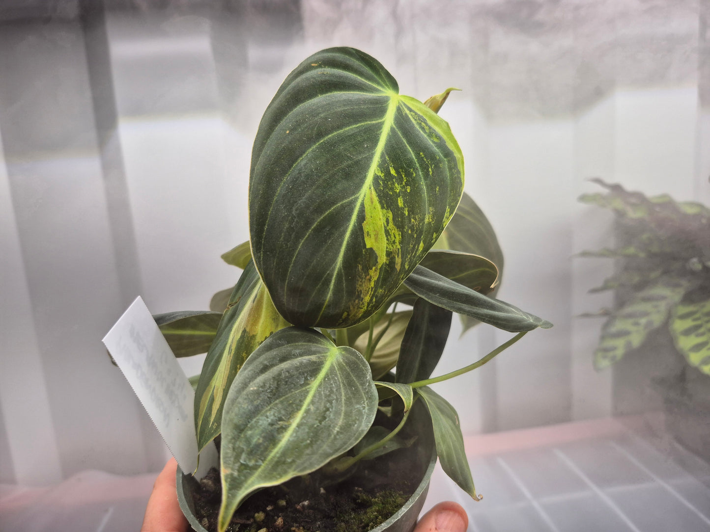 Philodendron melanochrysum f. variegatum - 4"