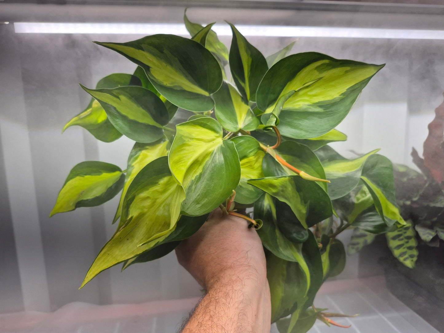 Philodendron hederaceum Brasil - 6"