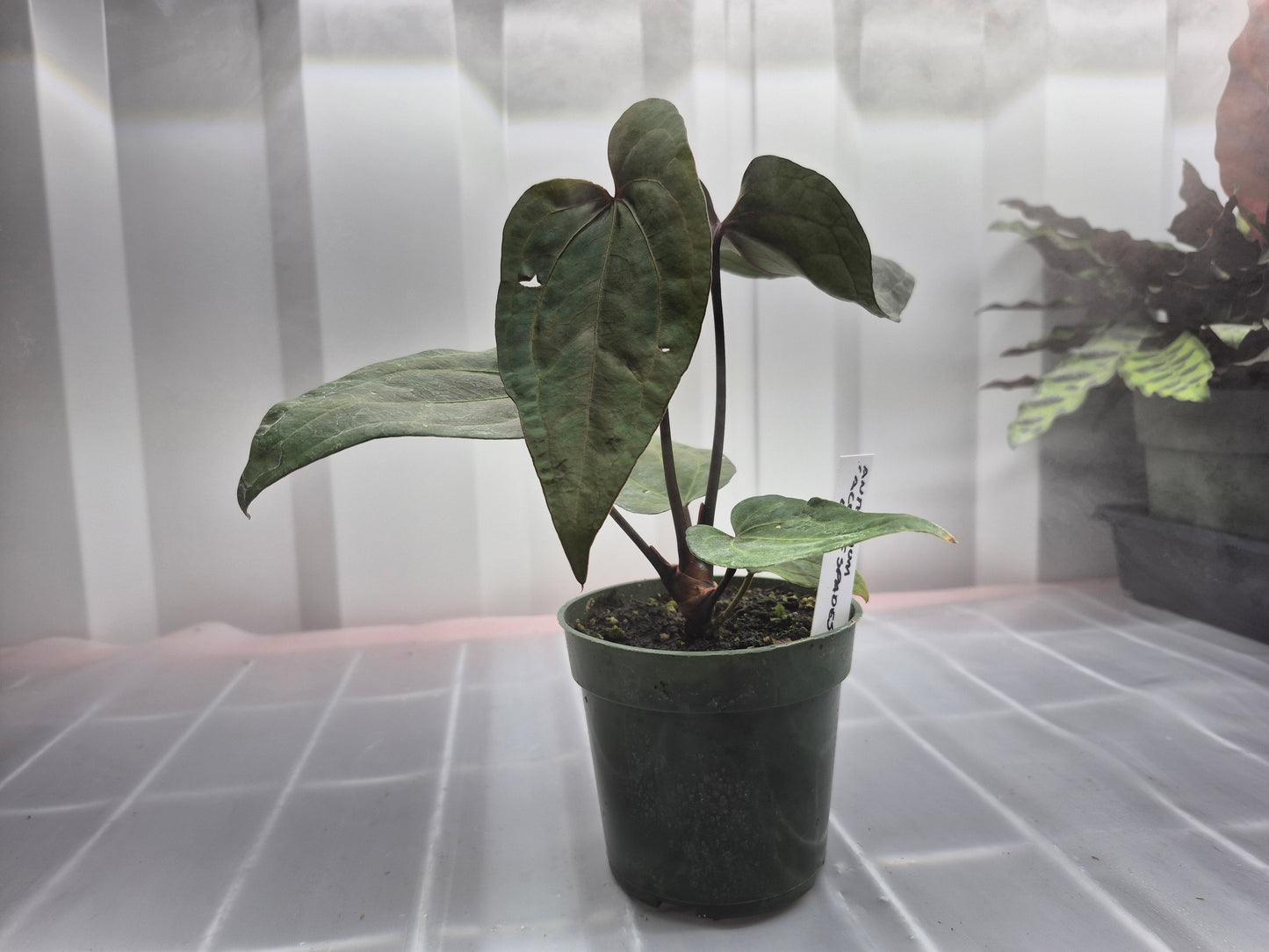 Anthurium 'Ace of Spades' - 4"