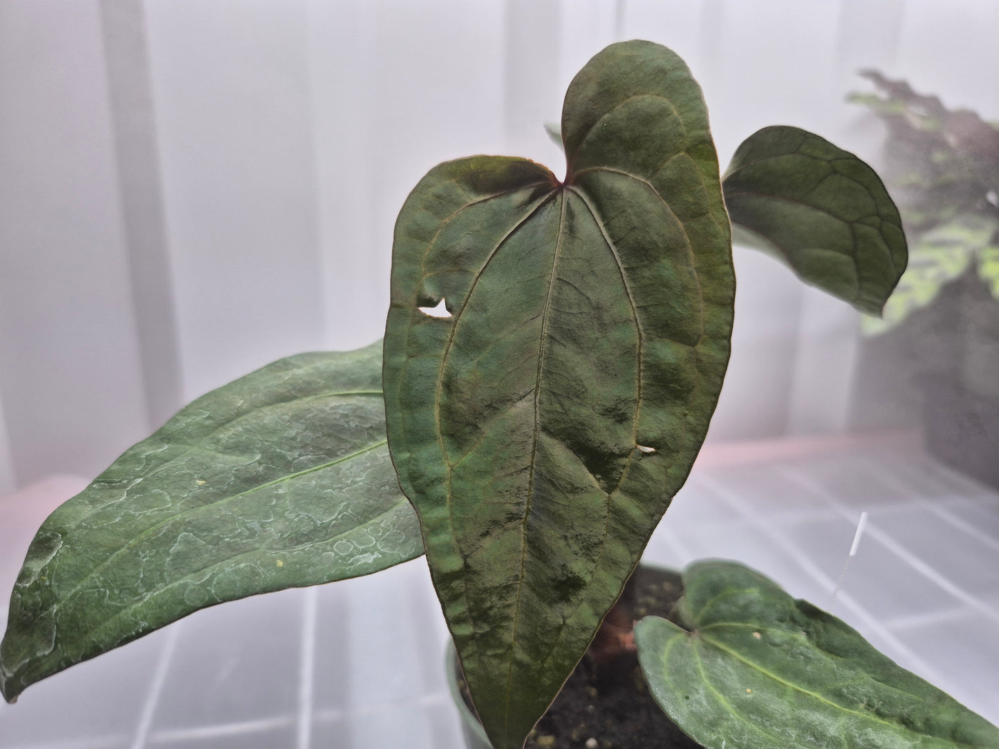 Anthurium 'Ace of Spades' - 4"