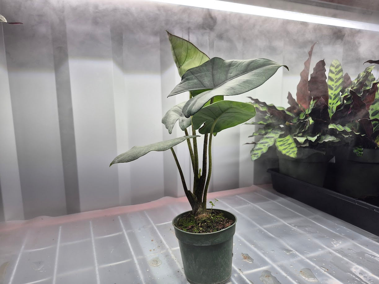 Alocasia 'Blue Dragon' - 4"