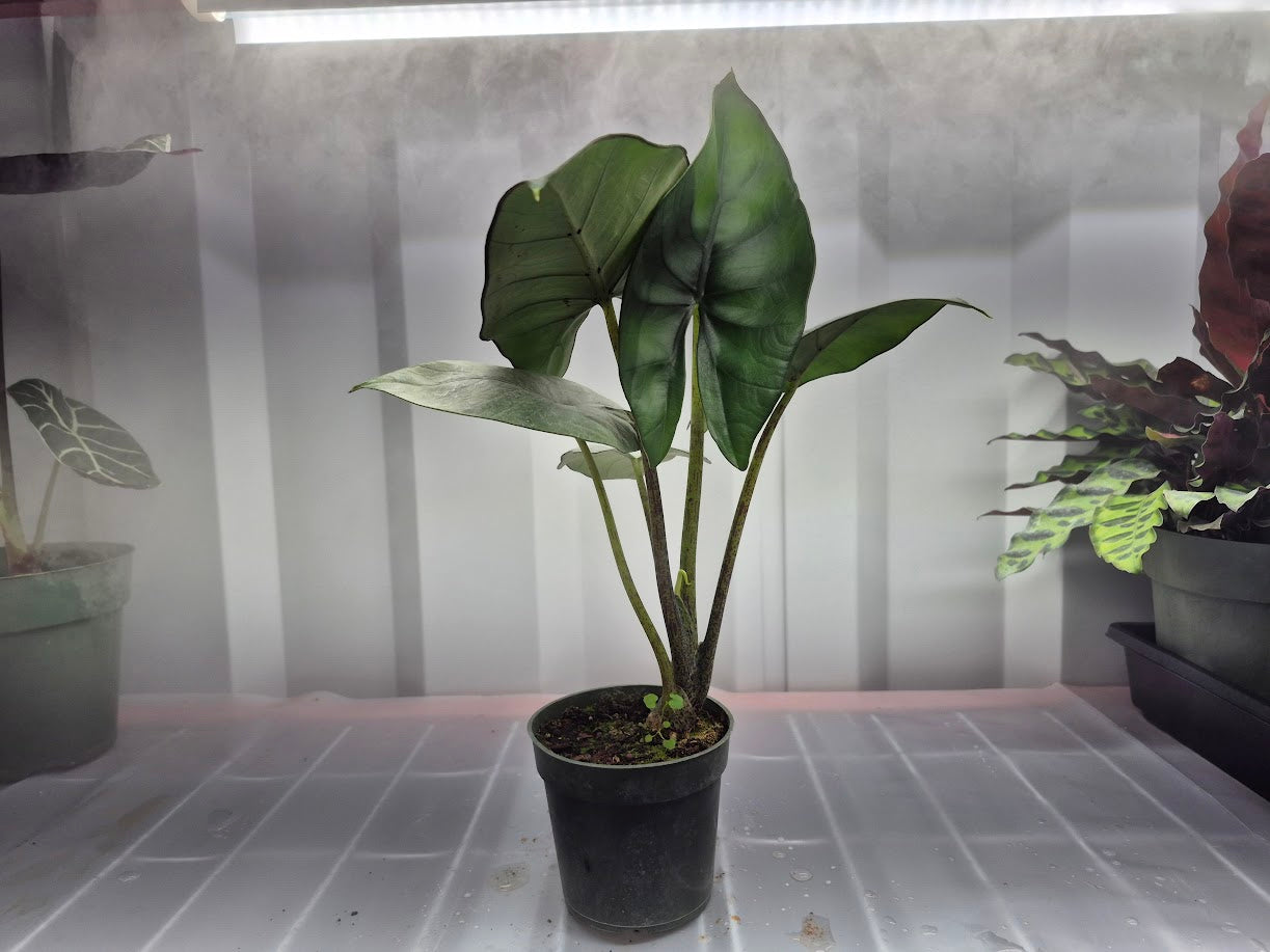 Alocasia 'Blue Dragon' - 4"