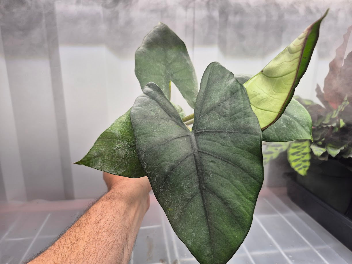 Alocasia 'Blue Dragon' - 4"
