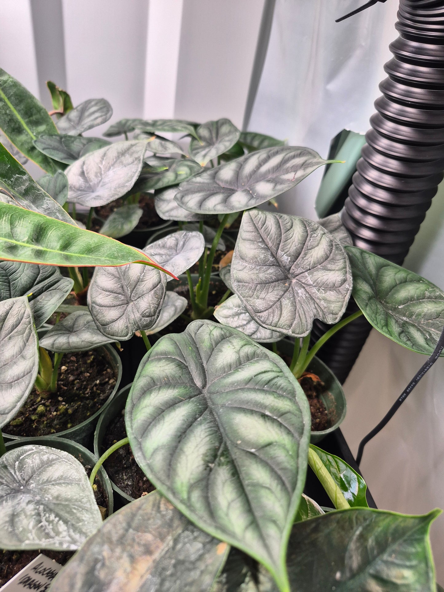 Alocasia 'Dragon Scale' (baginda) - 4"