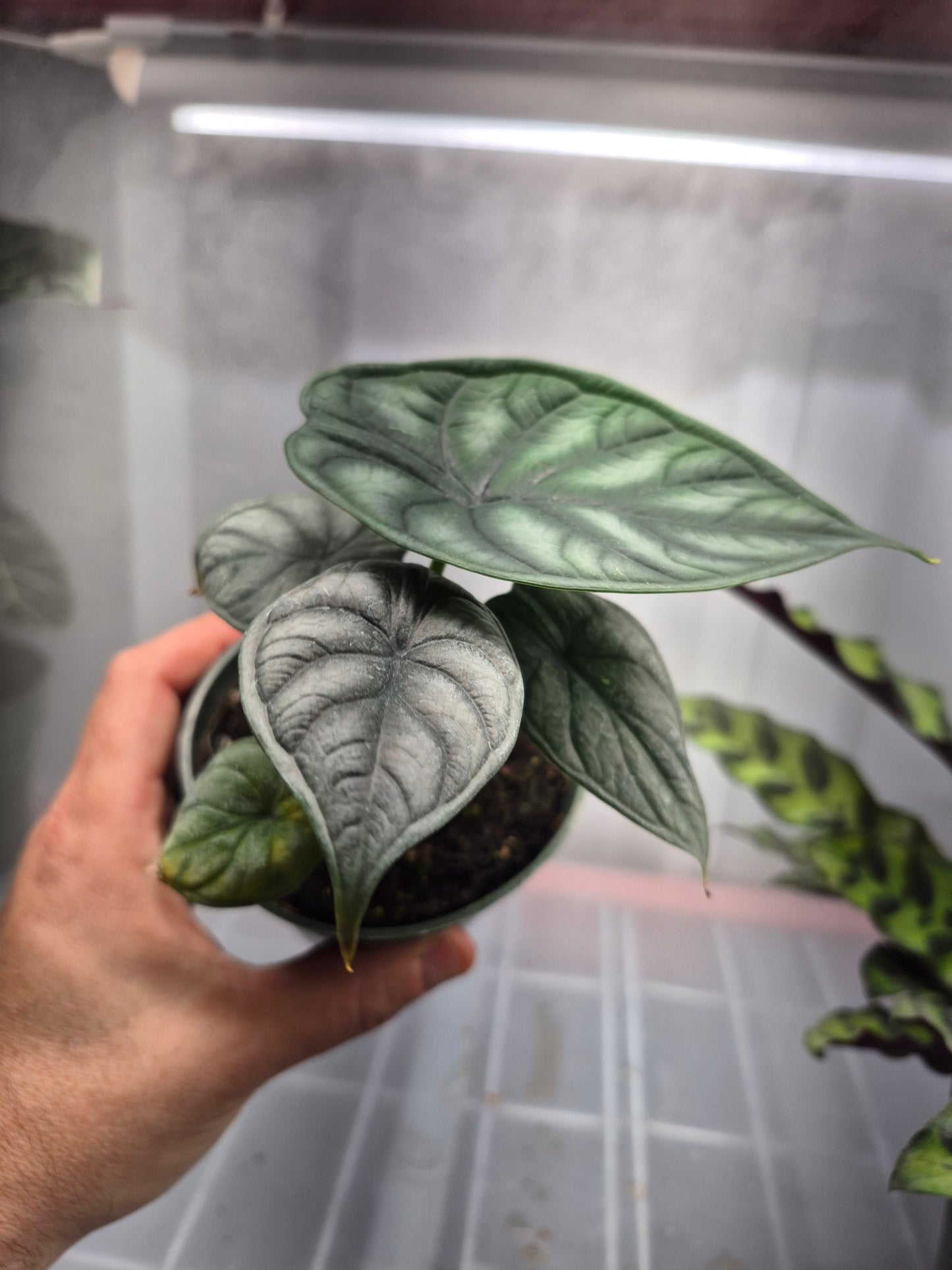 Alocasia 'Dragon Scale' (baginda) - 4"