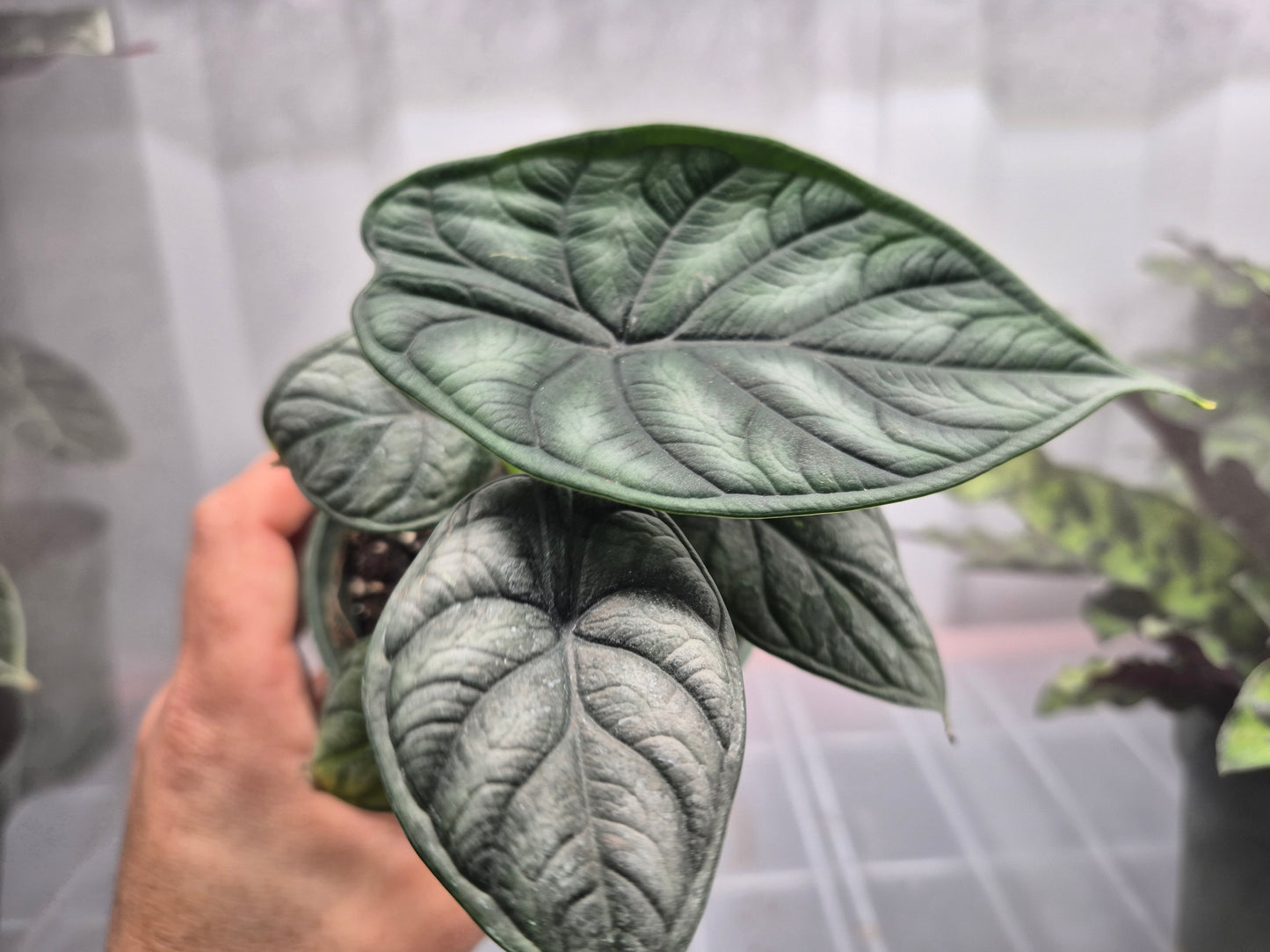 Alocasia 'Dragon Scale' (baginda) - 4"