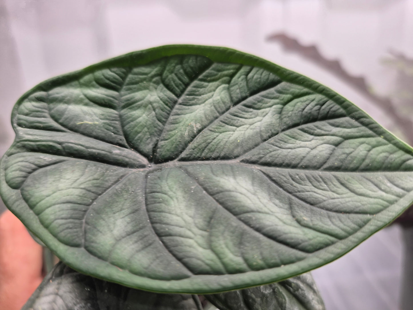Alocasia 'Dragon Scale' (baginda) - 4"