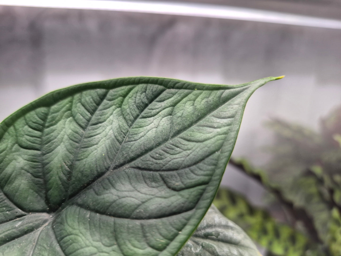 Alocasia 'Dragon Scale' (baginda) - 4"