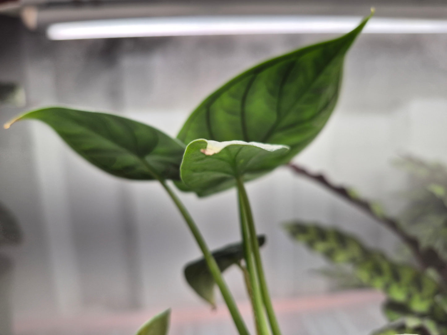 Alocasia 'Dragon Scale' (baginda) - 4"