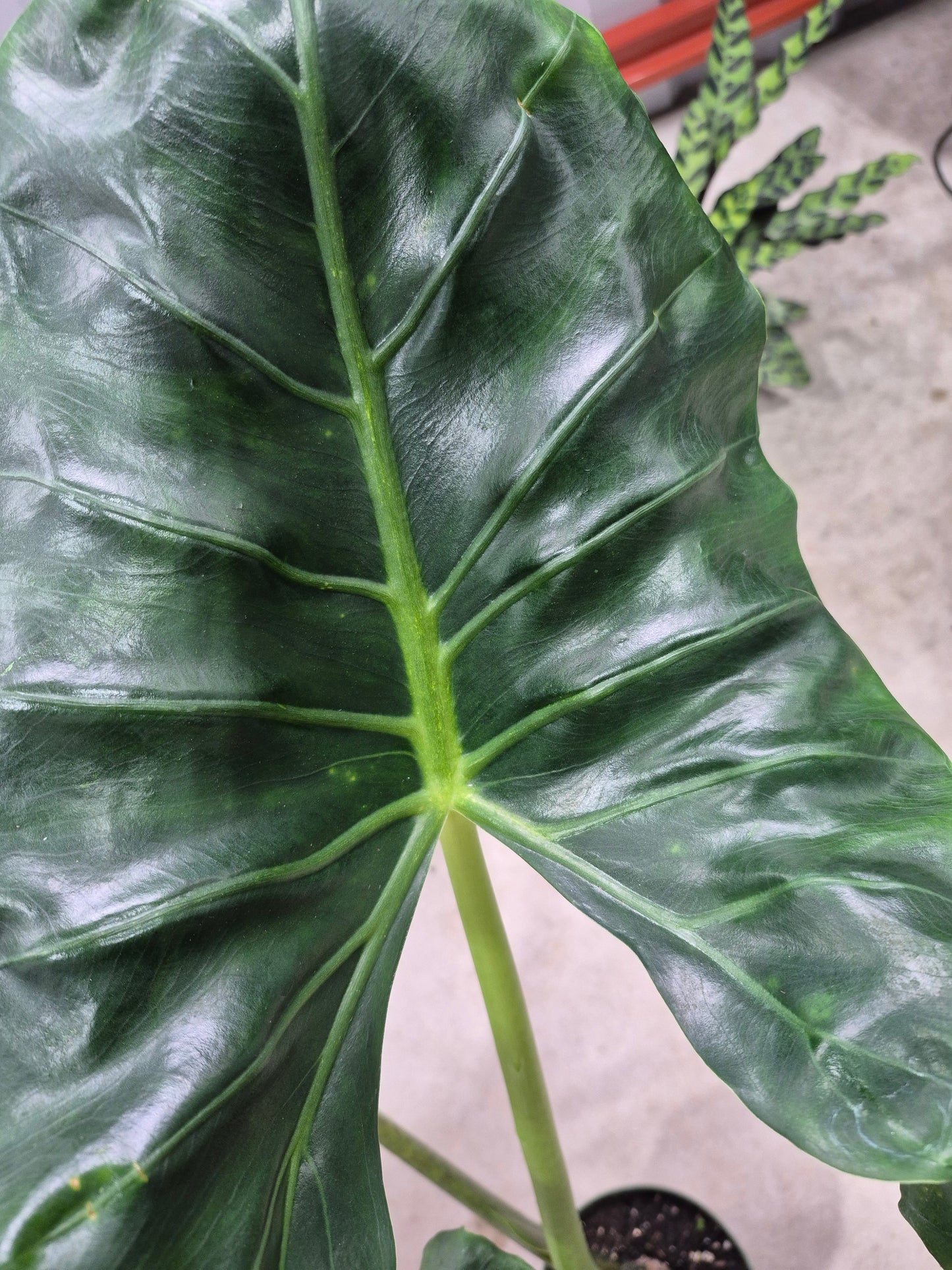 Alocasia macrorrhizos 'New Guinea Gold' - 6"
