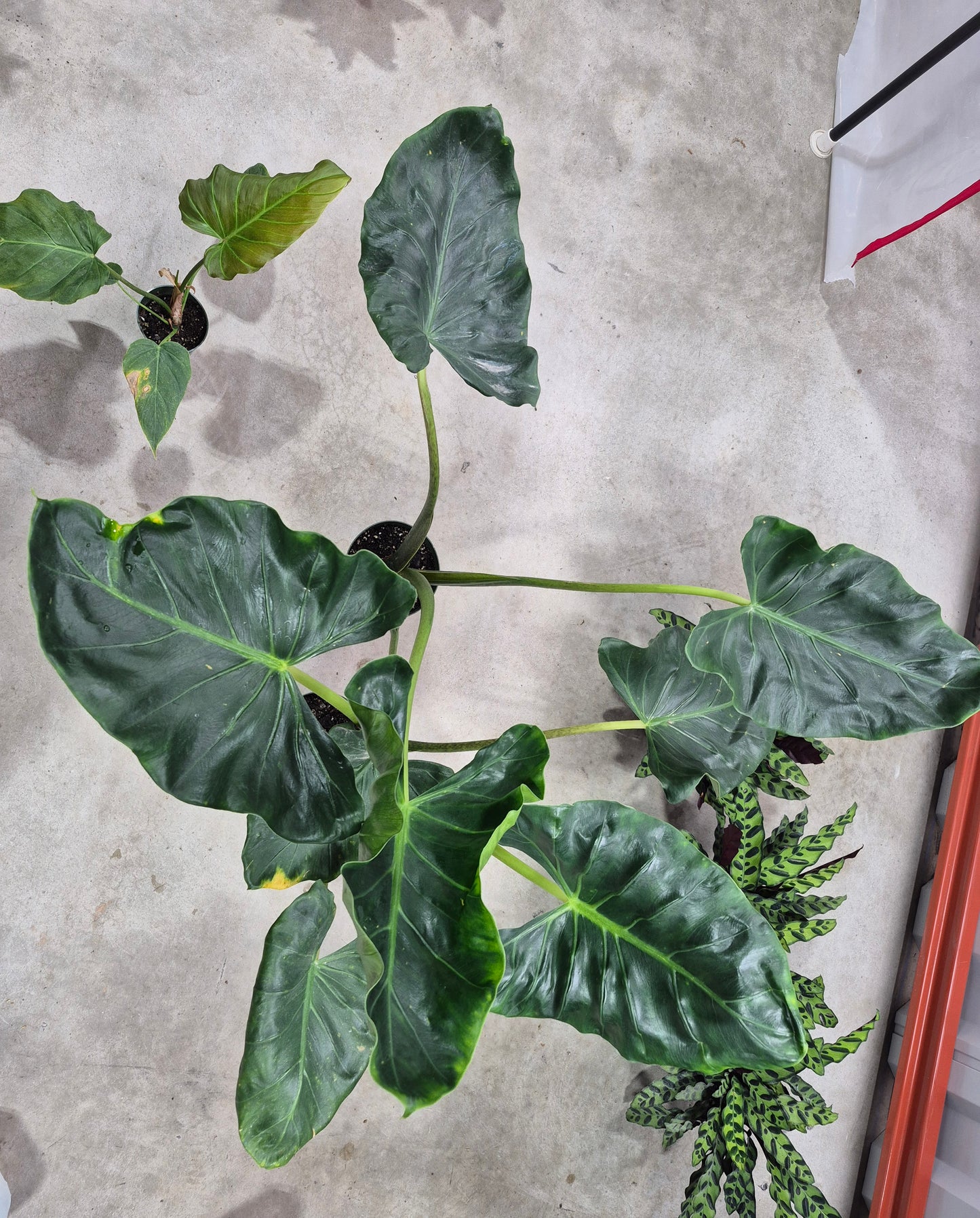 Alocasia macrorrhizos 'New Guinea Gold' - 6"