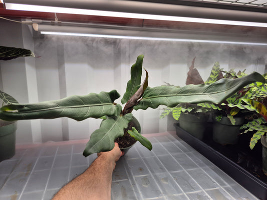 Alocasia lauterbachiana - 6"