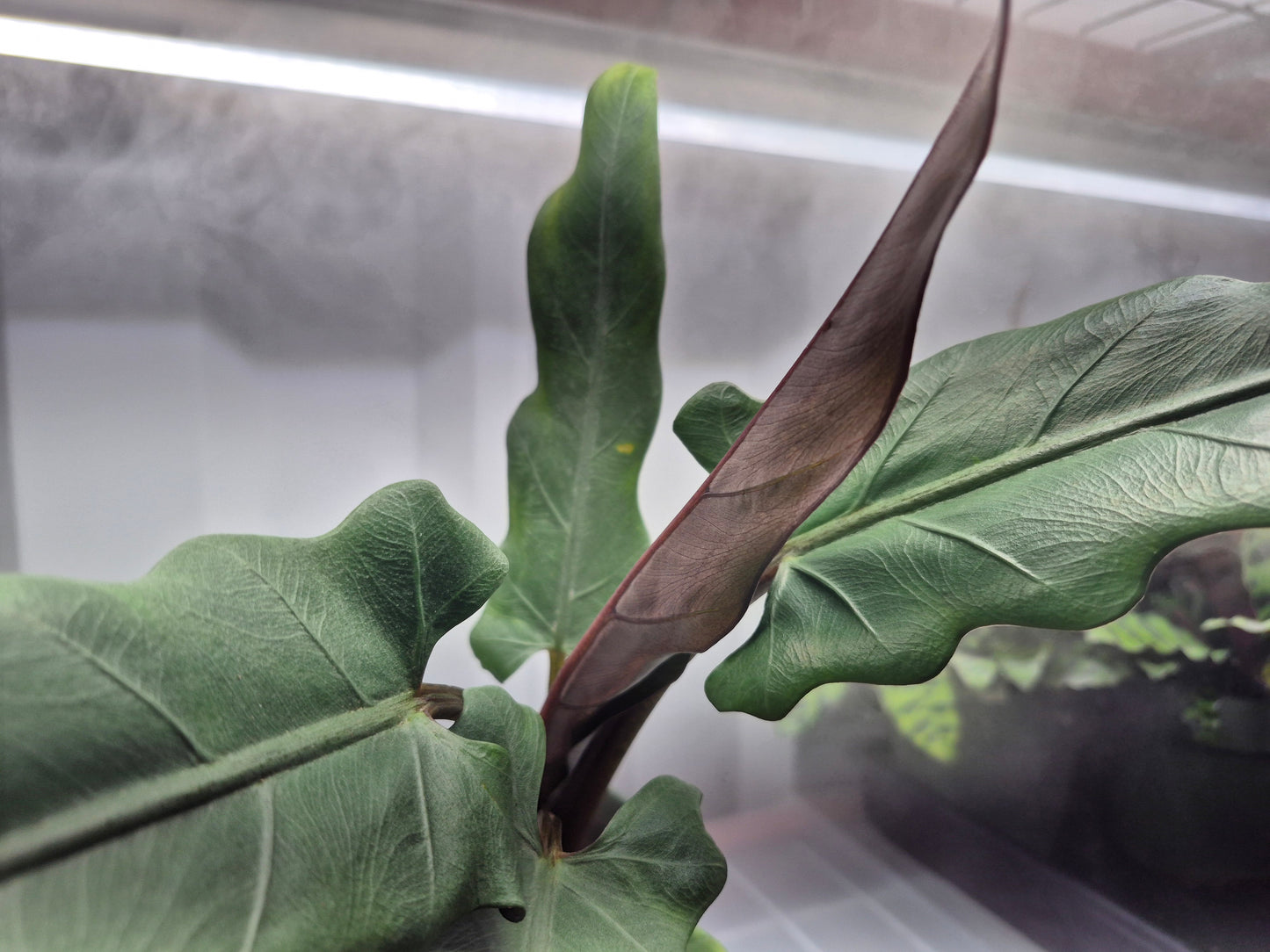 Alocasia lauterbachiana - 6"