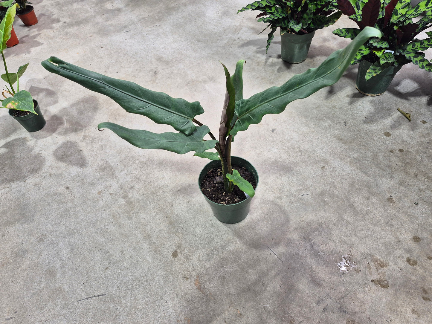 Alocasia lauterbachiana - 6"