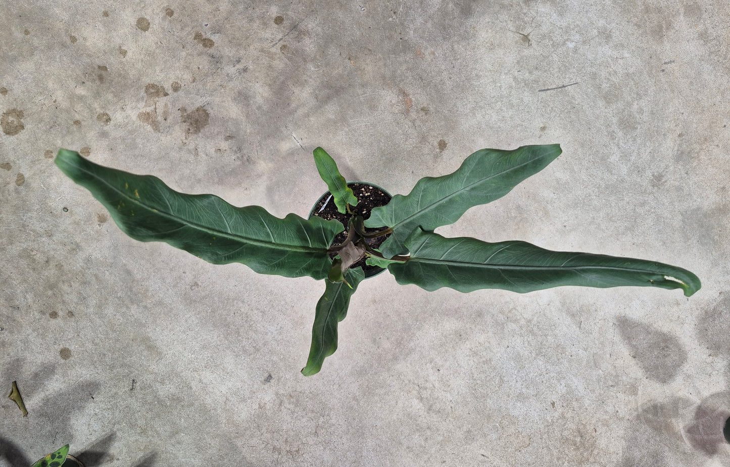 Alocasia lauterbachiana - 6"