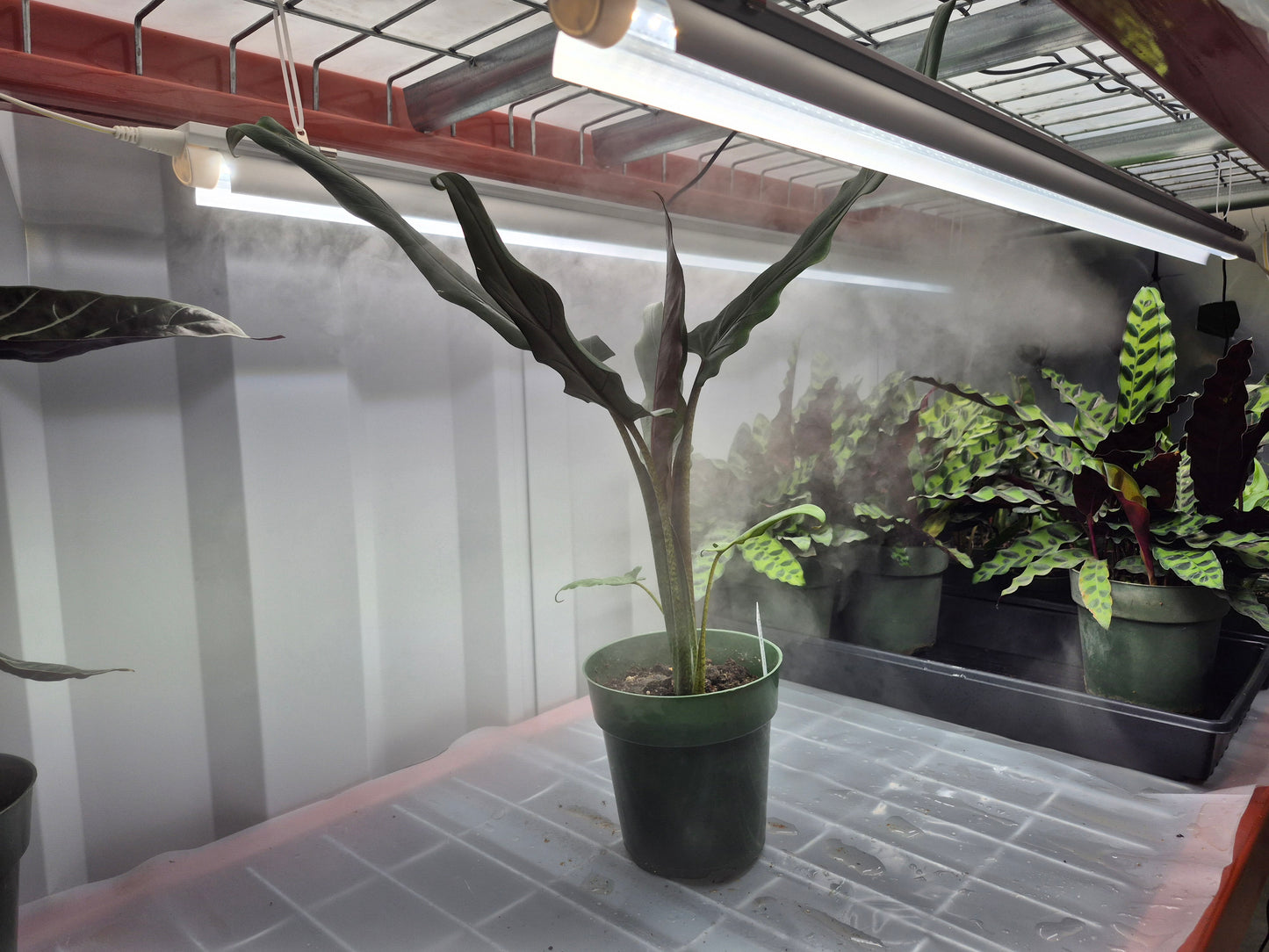 Alocasia lauterbachiana - 6"