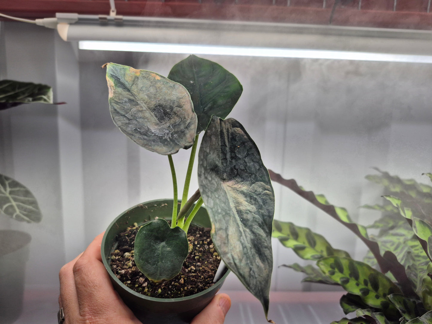 Alocasia 'Green Unicorn' - 4"