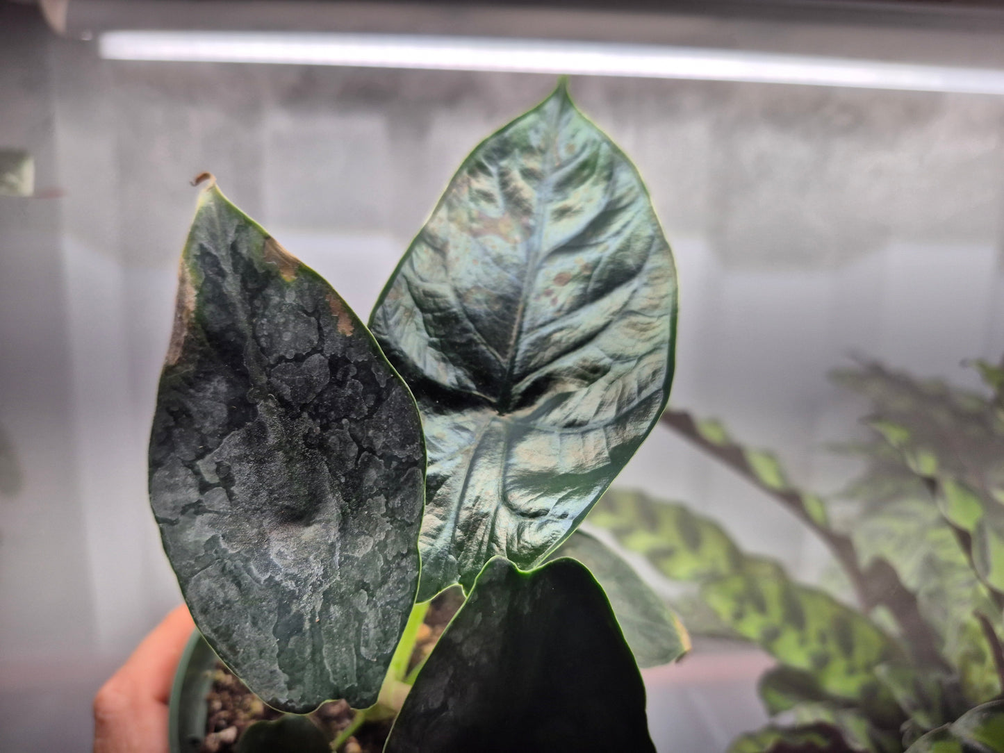 Alocasia 'Green Unicorn' - 4"