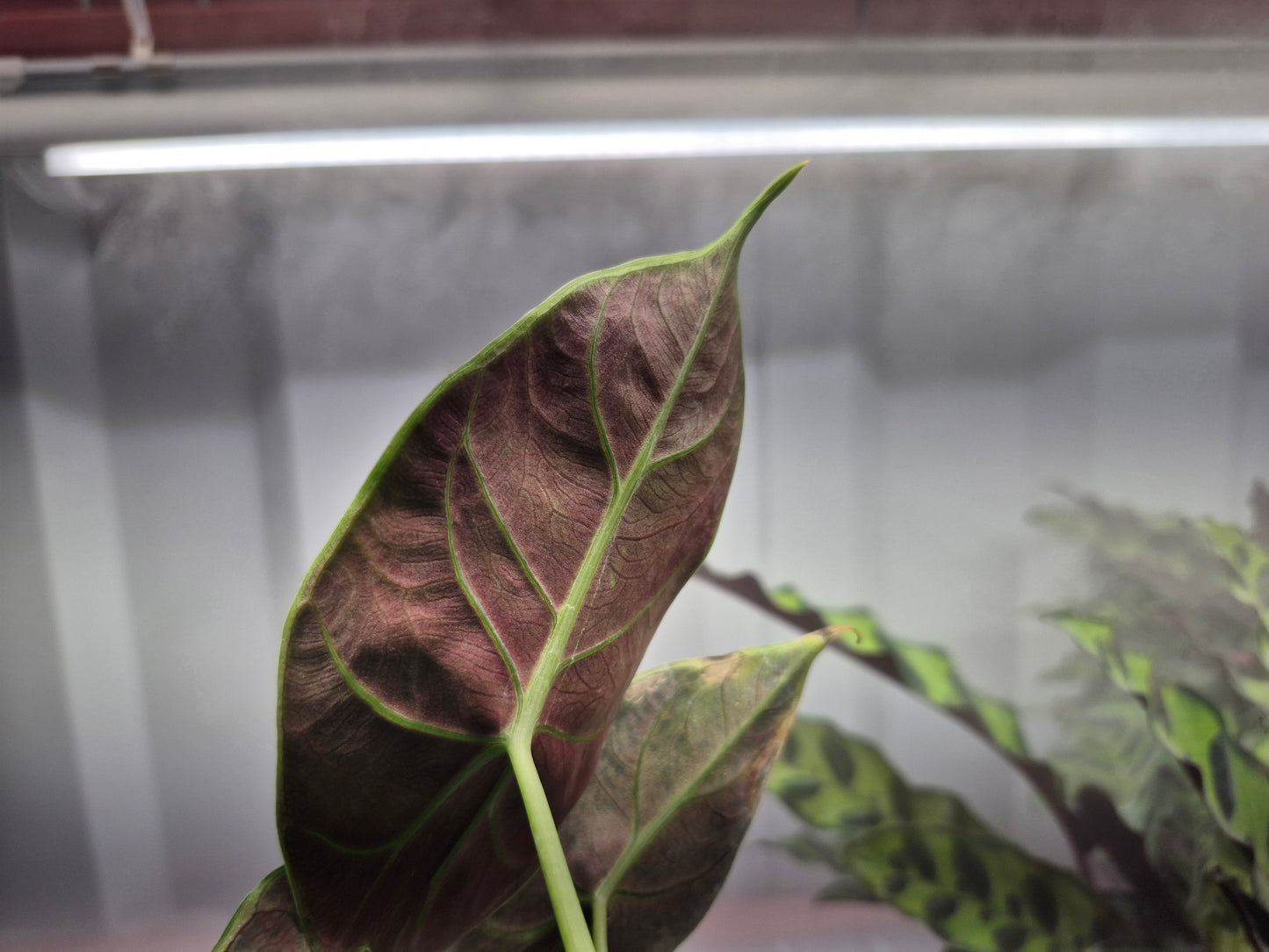Alocasia 'Green Unicorn' - 4"