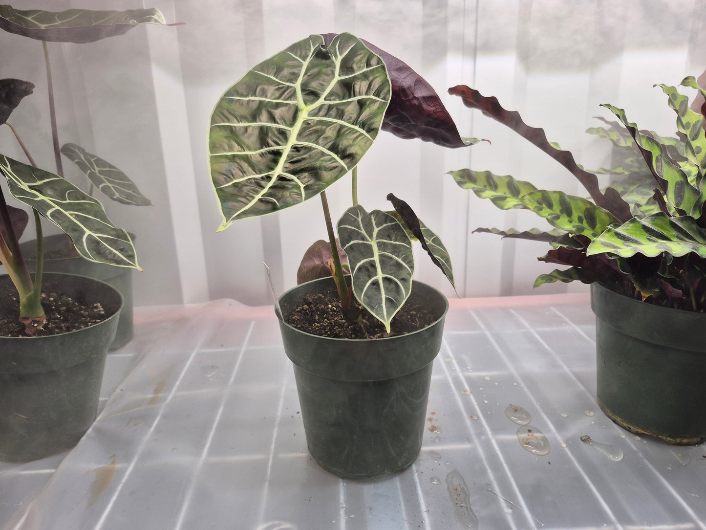 Alocasia longiloba f. watsonia Doff Purple Vein - 6"