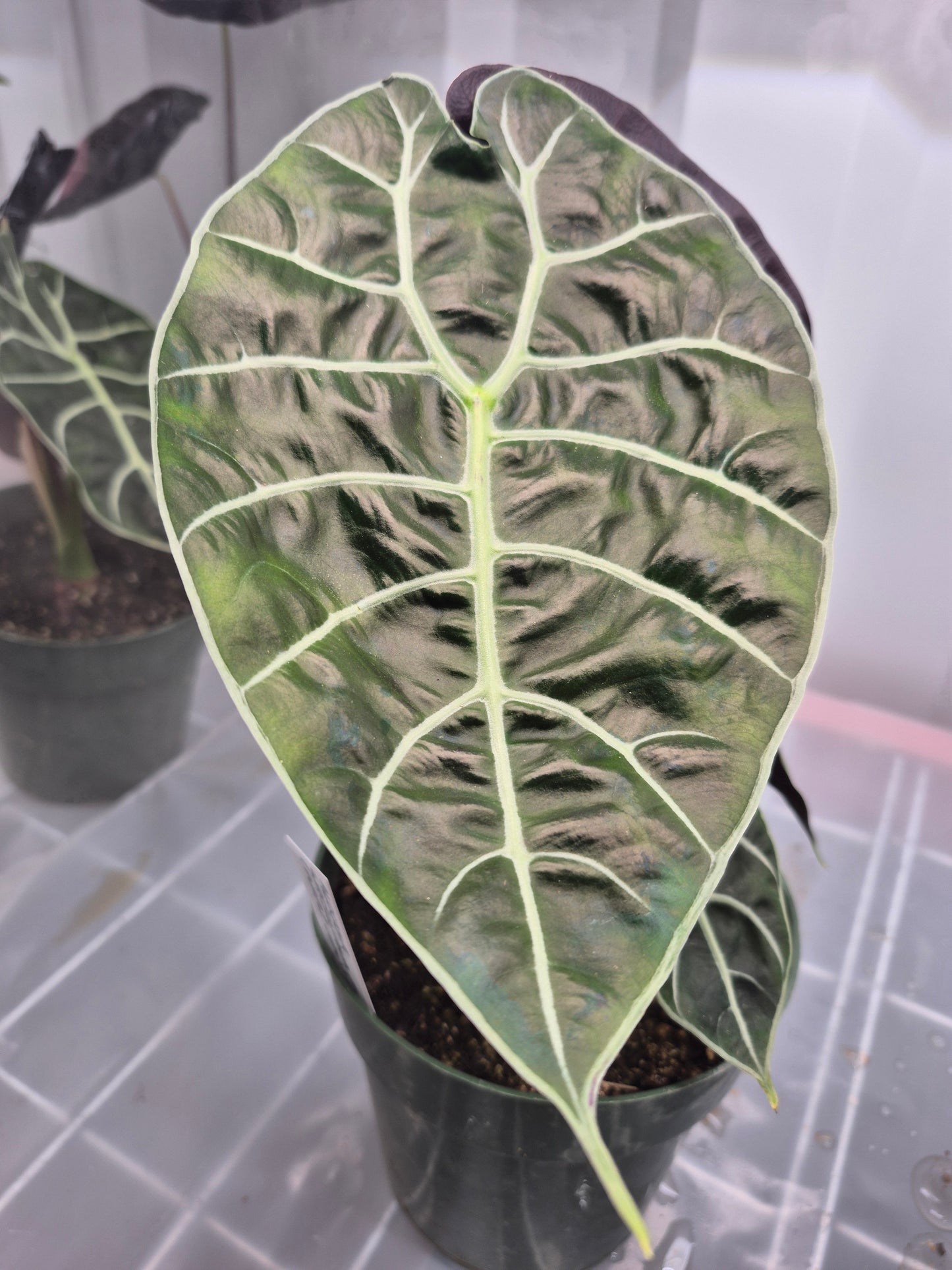 Alocasia longiloba f. watsonia Doff Purple Vein - 6"