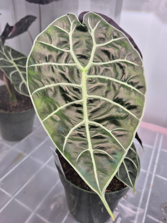 Alocasia longiloba f. watsonia Doff Purple Vein - 6"