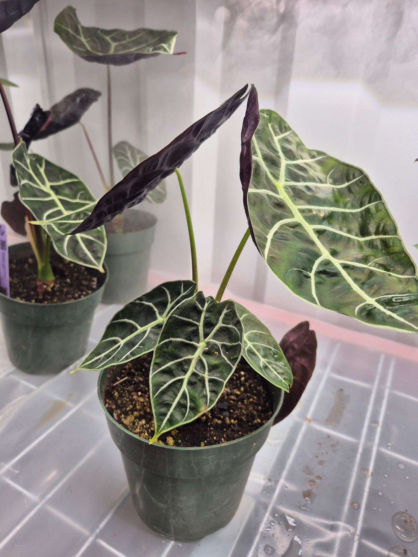 Alocasia longiloba f. watsonia Doff Purple Vein - 6"