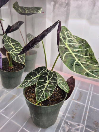 Alocasia longiloba f. watsonia Doff Purple Vein - 6"