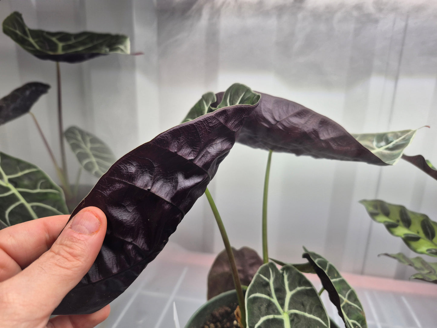 Alocasia longiloba f. watsonia Doff Purple Vein - 6"