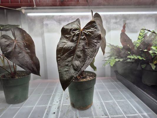 Anthurium 'Queen of Hearts' - 6"