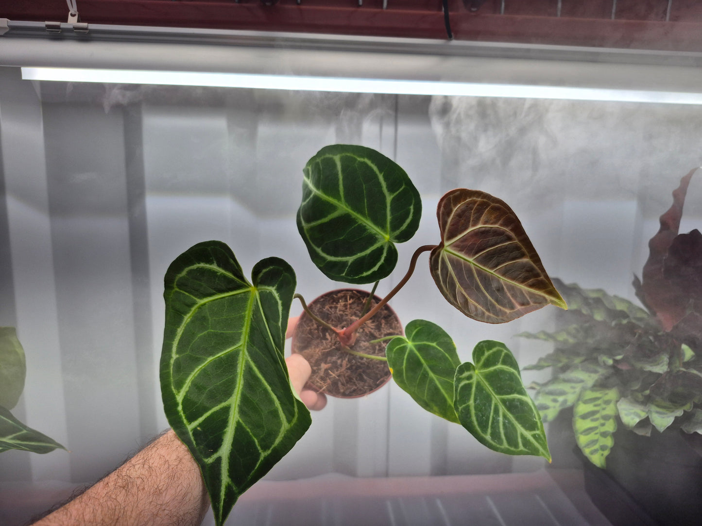 Anthurium Regale hybrid - 4"