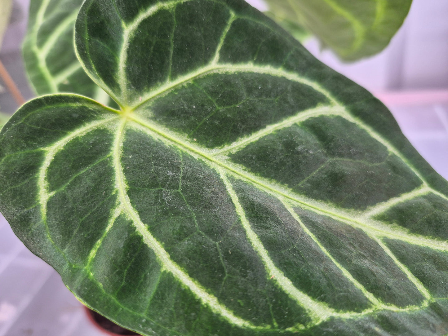 Anthurium Regale hybrid - 4"