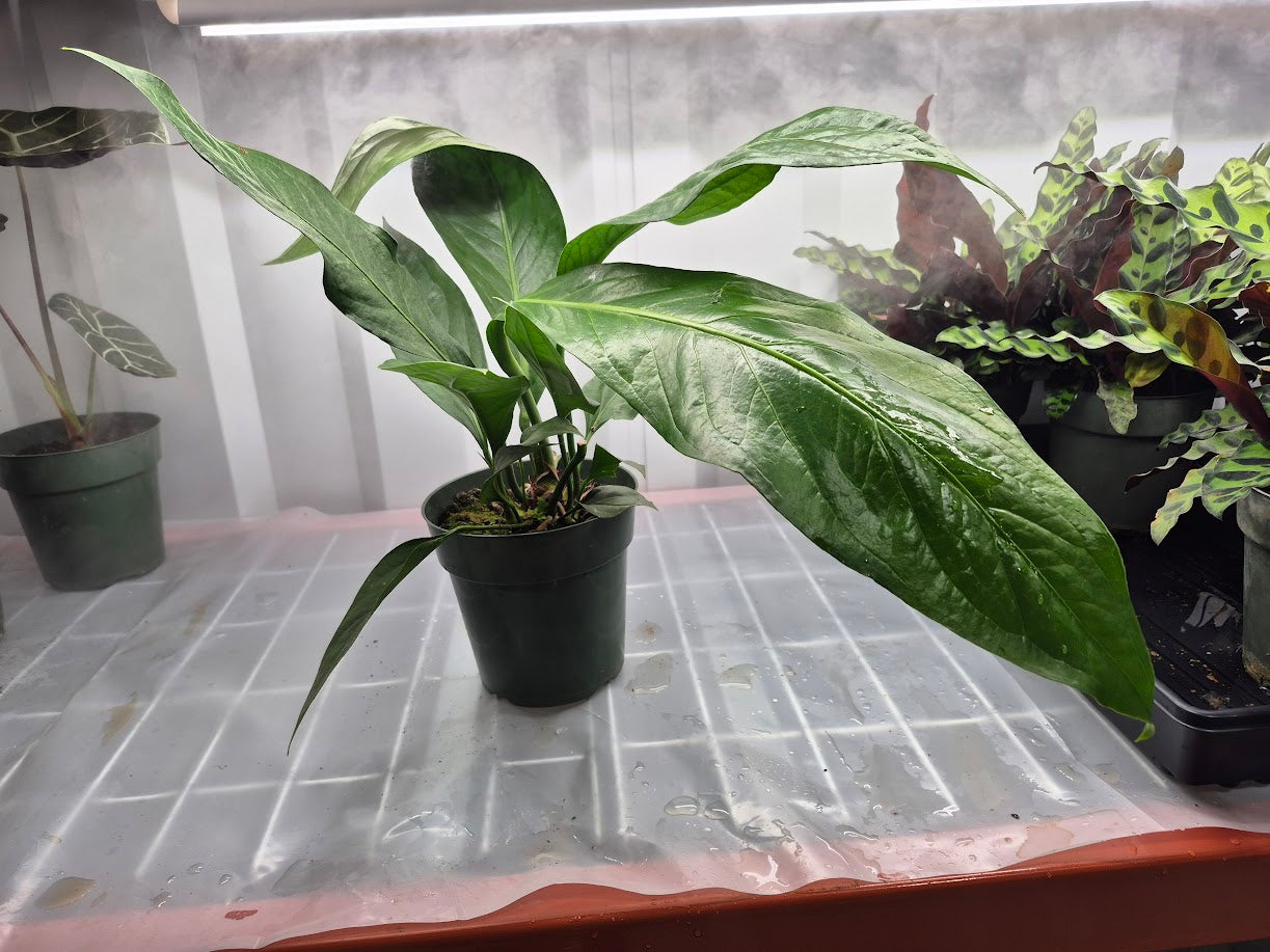 Anthurium 'Big Bill' - 6"