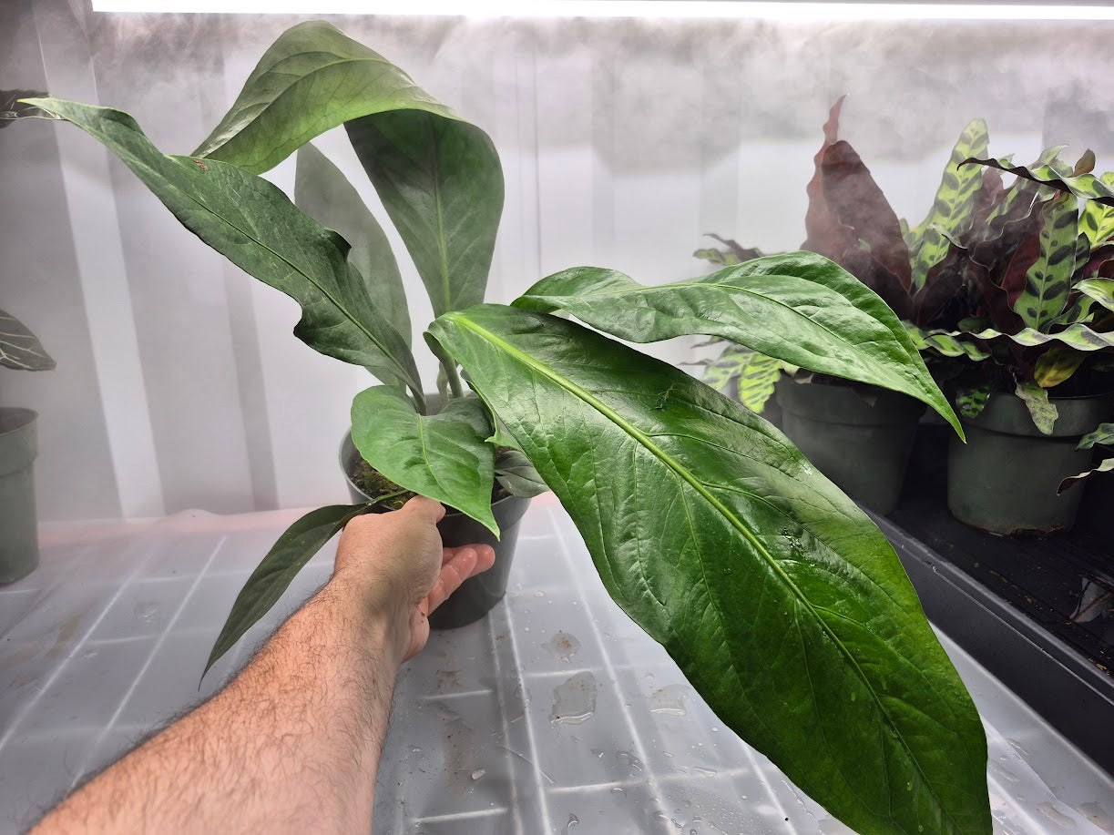 Anthurium 'Big Bill' - 6"
