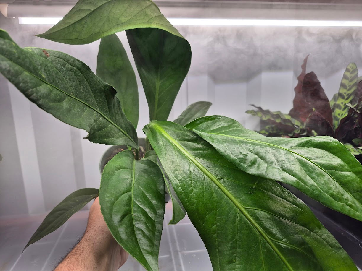 Anthurium 'Big Bill' - 6"