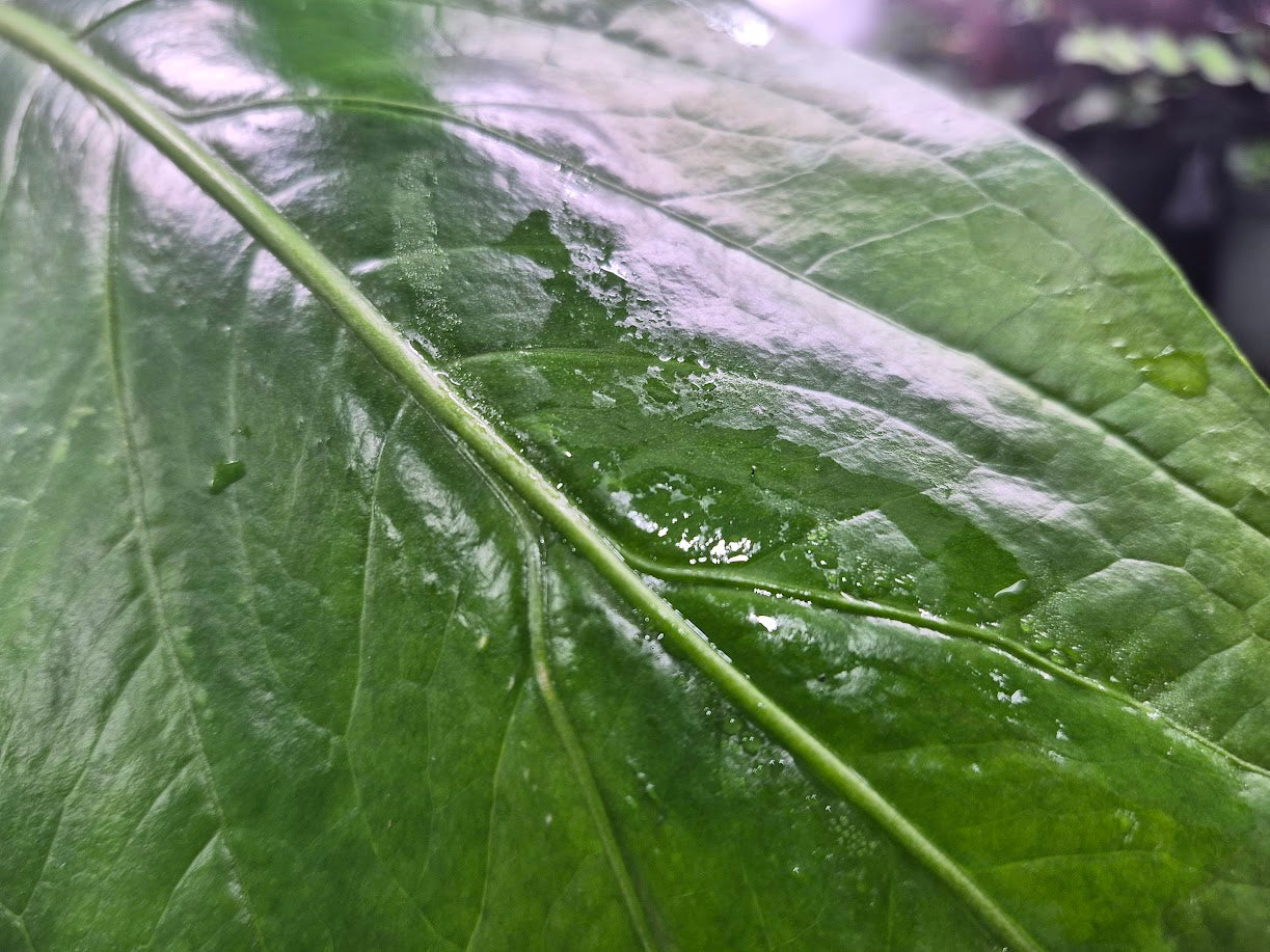 Anthurium 'Big Bill' - 6"