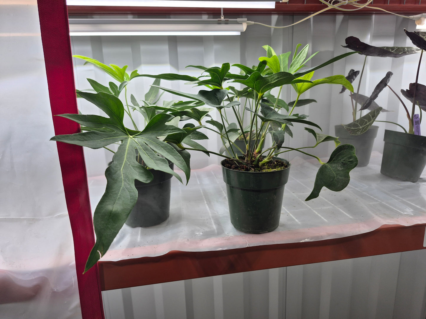 Anthurium podophyllum - 6"