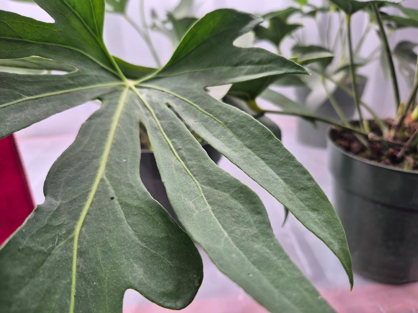 Anthurium podophyllum - 6"