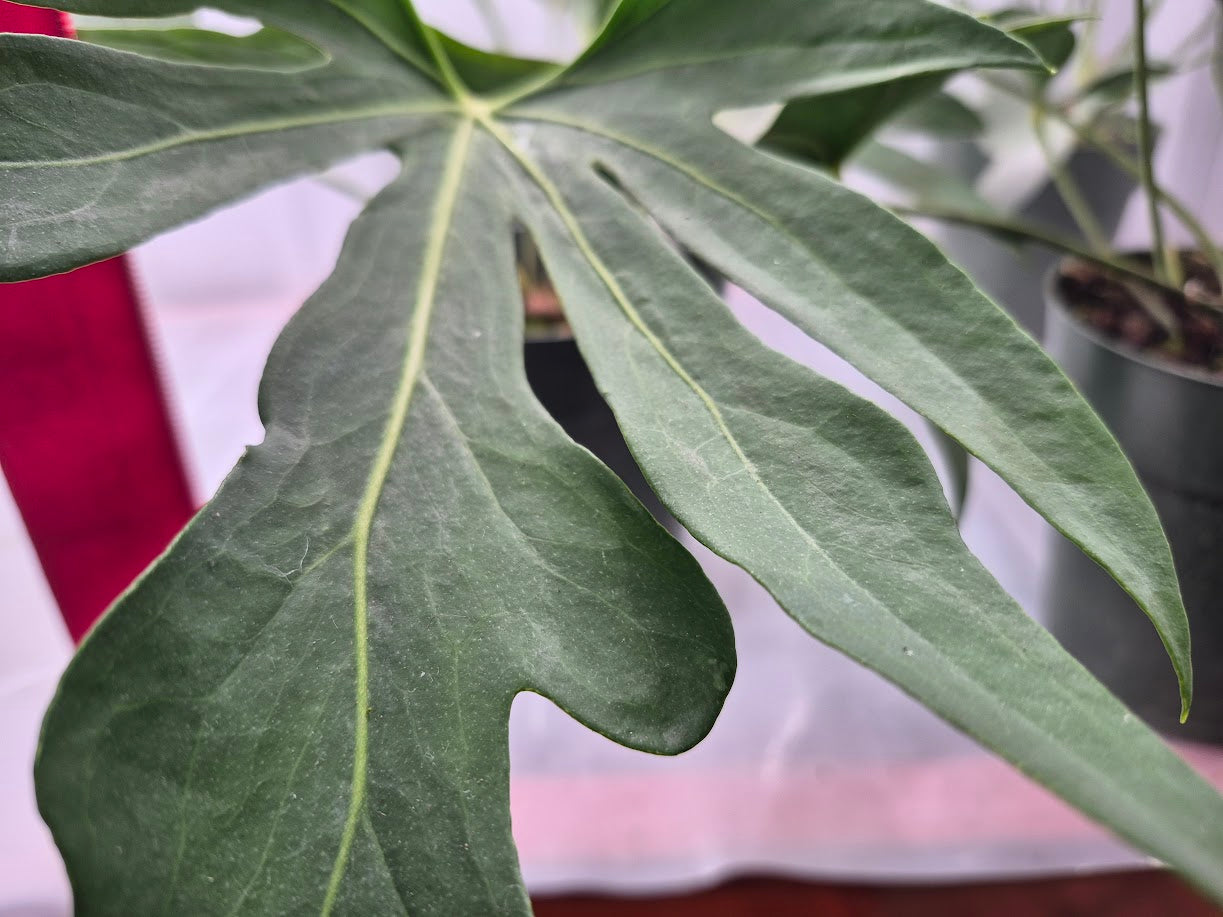 Anthurium podophyllum - 6"
